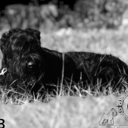 Liberty - Giant Schnauzer