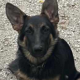 Rhaenys - German Shepherd