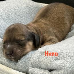 Hero (Red Band) - Cream male Dachshund puppy in Raleigh, North Carolina from McLovin Doxies