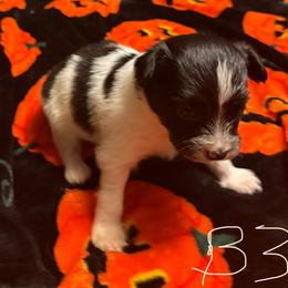 Boy  3 - White black and tan male Papillon puppy in Fremont, Michigan from Barque