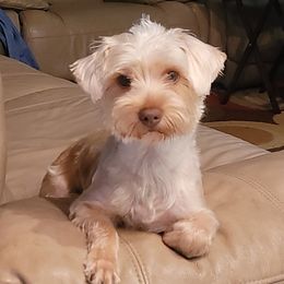 Mia - Yorkshire Terrier
