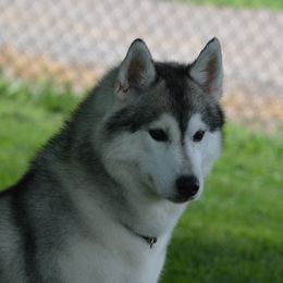 Siberian Husky All Grown Up from Shawna Wells