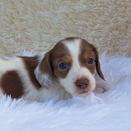 3000..Raya - Chocolate and tan female Dachshund puppy in Winter Haven, Florida from Gateway 2 Little Paws