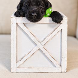 Mr. Green Collar - Black male Australian Labradoodle puppy in Wake Forest, North Carolina from Lucky Country Labradoodles