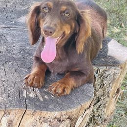 Hailey - Dapple female Dachshund puppy in Quincy, Illinois from State Line Dachshunds