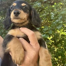 Full rights Halo Pra clear Russian American - Black and tan female Dachshund puppy in Call, Texas from Dachshund D’Amore