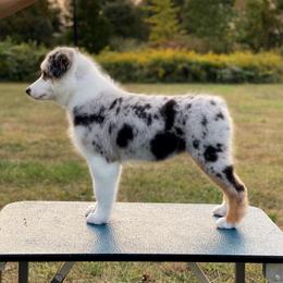 Australian Shepherd Puppies from Trailblazer Australian Shepherds