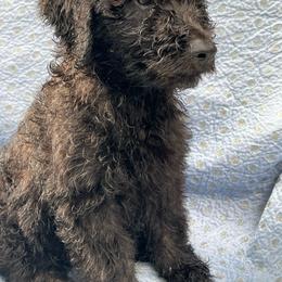 Noir-Boy 3 - Black phantom male Aussiedoodle puppy in Punta Gorda, Florida from Blitzenhaus Working Dogs-Home of the Working Czech Shepherd and Rottweiler