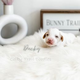 Boy 2 - Goldendoodle puppy in Glendora, California from Colby Trail Doodles