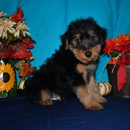 Cauldron - Black and tan male Welsh Terrier puppy in Draper, Virginia from Shady Oaks WFT