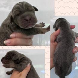 Martini - Blue female Great Dane puppy in Wellsville, New York from Prophecy Danes