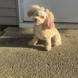 Paris - Goldendoodle