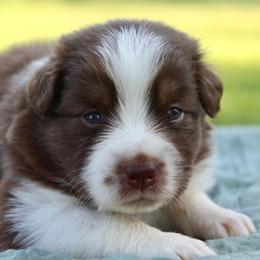 Alice - Red tri-color female Australian Shepherd puppy in Star City, Arkansas from Blush & Lace Aussie Co.