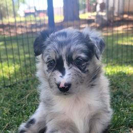 Sunny - Blue merle male Australian Shepherd puppy in Lubbock, Texas from Barn Raised Aussies