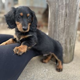 Dachshund Puppies from Champion Dachshunds