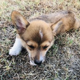 "BA-Pet home " Pembroke Welsh Corgi Puppies from CircleKbar Corgis