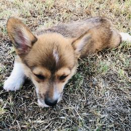 "BA-Pet home " Pembroke Welsh Corgi Puppies from CircleKbar Corgis