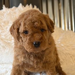 Male 4 - Red  male Goldendoodle puppy in Haleyville, Alabama from Susan’s Prefurred Doodles