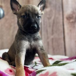 Iris - Fawn female xDutch Shepherd puppy in Clarksville, Tennessee from Vuurhart Herders
