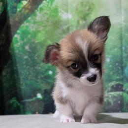 Marshmallow Fluff - Sable female Pembroke Welsh Corgi puppy in Washington from Castle View Royal Rumps