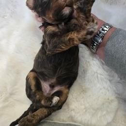 Boy 3p - Sable male Bernedoodle puppy in Galt, Missouri from Only Doodles!