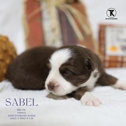 Sable- Red Tri Female - Red tri-color female Australian Shepherd puppy in Nacogdoches, Texas from TK Standard, Mini, & Toy Aussies