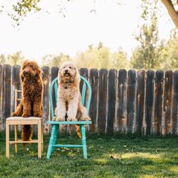 Goldendoodle Puppies from 307 Doodles