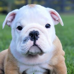 Bulldogs from River Road Bulldogs