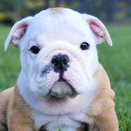 Bulldogs from River Road Bulldogs