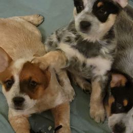 Australian Cattle Dog Puppies from Miller Australian Cattle Dogs