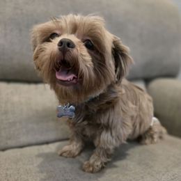 Rosie - Shih Tzu