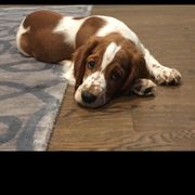 Welsh Springer Spaniel Puppies from Tropic Welsh Springer Spaniels