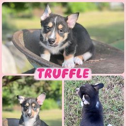 Truffle - Black and white female American Corgi puppy in Fort Worth, Texas from King of Hearts Corgis