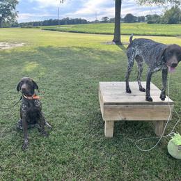 Dachshund and German Shorthaired Pointer All Grown Up from Turner Delightful Dachshund Farm & German Short Hair Pointers