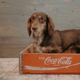 Duchess - Dachshund