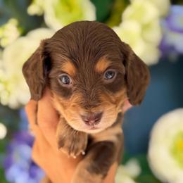 Russian Chocolate Female 4000 - Chocolate and tan female Dachshund puppy in North Branch, Michigan from Monarch Miniature Dachshunds
