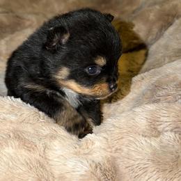 Echo - Black male Pomeranian puppy in Angleton, Texas from Pomeranian Palace, LLC