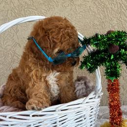 Rocky - Merle male Cavapoo puppy in Utah County, Utah from Cascade Springs Doodles