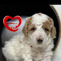 Isabel (Belly) - Parti female Goldendoodle puppy in Yerington, Nevada from GoldenHearted Doodles