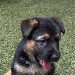 German Shepherd Puppies from AB_Elite_GSD