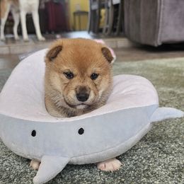Shiba Inu Puppies from Kiara Coloma