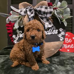 Winston - Red  male Goldendoodle puppy in Bristol, Tennessee from 4goldendoodles