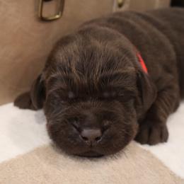 Honor - Chocolate male Labrador Retriever puppy in Camden, Indiana from Camden's Caring Canines