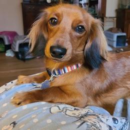 Abbie - Dachshund