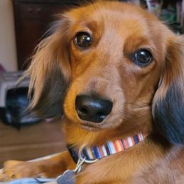 Abbie - Dachshund