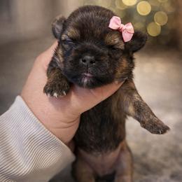 Daisy - Gold female Shorkie puppy in Midland, Texas from Southern Yorkie Pies