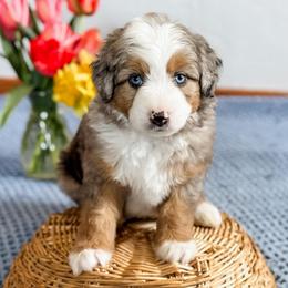 Snickers (Red Collar) - Blue merle male Aussiedoodle puppy in Sharpsburg, Georgia from Steindoodles