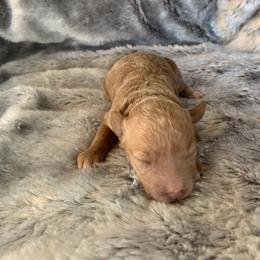 Girl 2 - Apricot female Goldendoodle puppy in Haddam, Kansas from Golden B Acres