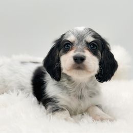Male 5 - Piebald male Dachshund puppy in Moses Lake, Washington from Evergreendox Dachshunds