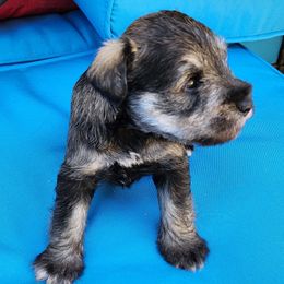 Miniature Schnauzer Puppies from Byrd's House